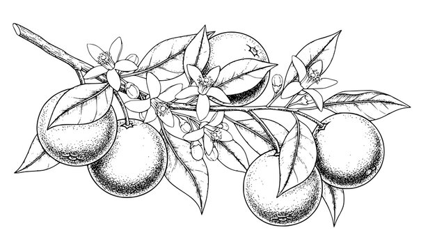 Hand-Drawn Engraving Orange Tree Branch Vector with Ripe and Green Fruits, Flowers, and Leaves
