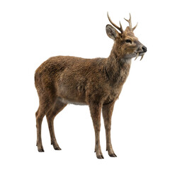 Young male deer with large antlers standing gracefully isolated on transparent background