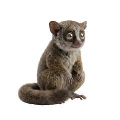Fototapeta premium Cute gray lemur sitting with fluffy tail isolated on transparent background