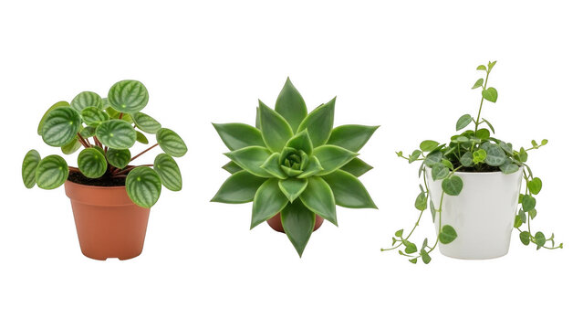 Three potted succulents isolated on transparent background