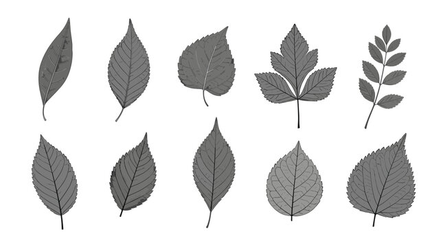 Set of ten various leaf types shown as grey silhouettes with detailed veins representing different trees and shrubs for botanical study.