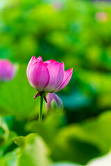 Obraz premium Lotus flower on the water