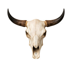 cow skull isolated on white