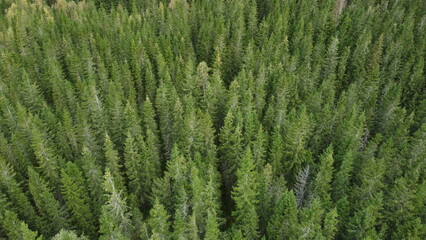 Dense forest of tall trees viewed from above on a sunny day in summer, highlighting lush green foliage and natural patterns