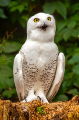 Obraz premium Snowy owl close-up. A beautiful snowy owl sits against a backdrop of green leaves. White owl on a green background.