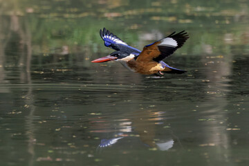 Black-capped Kingfisher, Halcyon pileata, in flight while catching prey in forest park, it has a black cap, white neck collar and throat, purple-blue wings and coral red bill, bird flying over water