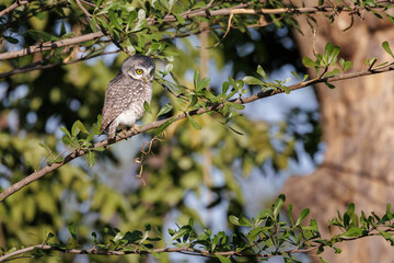 Spotted Owlet, Athene brama perching on a tree branch in forest park, Owl with yellow big eyes,  white eyebrows and neck-band, eye contact, shallow depth of field, bird of prey