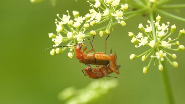 Close-up footage of common red soldier beetles during mating season.