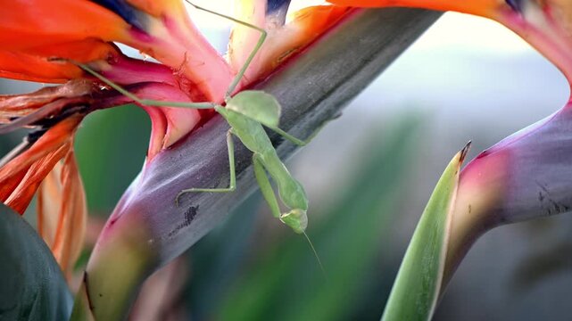 A green praying mantis sits motionless on a vibrant orange Strelitzia reginae flower, also known as bird of paradise. The exotic flower provides a stunning tropical backdrop. Detailed macro shot of ma