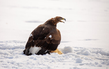 Obraz premium A large eagle caught a fox against a backdrop of snow. A bird of prey hunts its prey. A golden eagle sits in the snow, clinging to its prey. Falconry. A national tradition of Asia. Berkutchi,