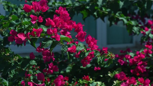 Bougainvillea bush with red bracts swaying in wind, Mediterranean wall