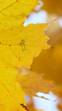 Yellow maple leaves swaying on a tree branch on a sunny autumn day. Warm autumn, Indian summer.