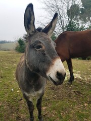 A donkey is standing in a field with a brown horse behind it. The donkey is looking at the camera with a curious expression