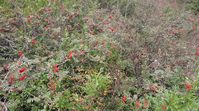 A footage of a rowan tree and its fruits in the forest.