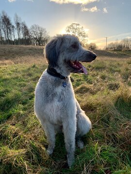 Lurcher dog sunset field 
