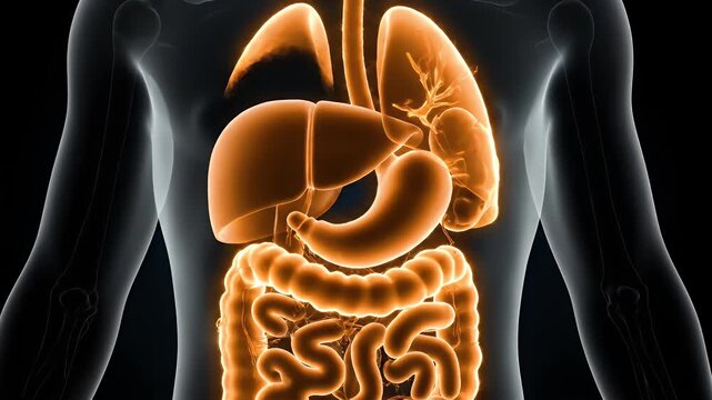 Human Anatomy Illustration Animation on Black Background for Medical Presentation and Educational Purpose Depicting