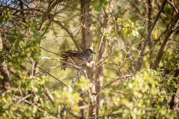 Brown sparrow in a tree sitting on a branch