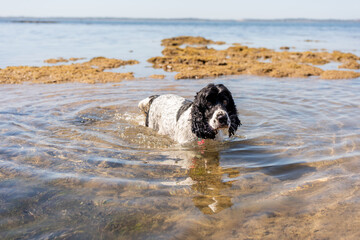 Cocker spaniel playing rock pools
