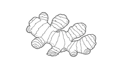 Fototapeta premium Intricate line drawing of a ginger root specimen showcasing its unique organic shapes and natural textures in a clean black and white style.