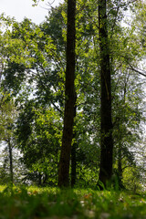 Obraz premium green foliage on deciduous trees in the park in the autumn season at the beginning of the fall, deciduous trees with colorful foliage at the beginning of the autumn season, sunny weather