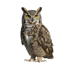 Naklejka premium Great horned owl portrait with detailed feathers and piercing eyes isolated on transparent background