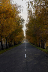 Obraz premium road lined with birch trees with bright yellow foliage, a road and autumn trees in sunny weather with a blue sky