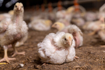 poultry farming close up, fat young broiler chickens are fattened to ensure the meat industry