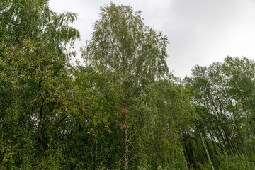 Fototapeta premium deciduous trees with green foliage in autumn in windy weather with clouds, tall different trees in the forest in autumn before the fall in eastern Europe