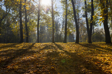 Obraz premium sunrise in the park with autumn foliage in sunny weather, beautiful autumn nature in the park with deciduous trees and lots of maple trees with falling foliage