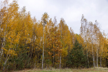 Fototapeta premium yellow foliage on young birches in the autumn season in cloudy weather, a completely cloudy sky in a forest with a large number of birches on which the foliage turns yellow in autumn