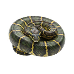 Fototapeta premium Green and yellow reticulated python snake coiled isolated on transparent background
