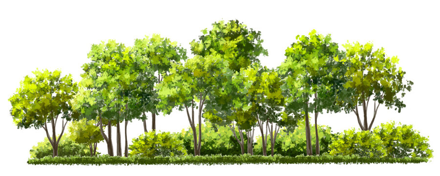 Vector watercolor green tree or forest side view isolated on white background for landscape and architecture drawing,elements for environment or garden,botanical element for exterior section in spring