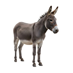 Obraz premium Gray donkey standing with long ears and gentle expression isolated on transparent background