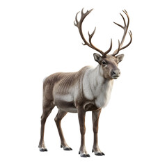 Fototapeta premium Majestic reindeer with large antlers standing gracefully isolated on transparent background