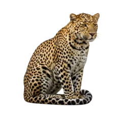 Leopard sitting in profile pose with detailed fur spots and elegant posture isolated on transparent background © ProNoJoy