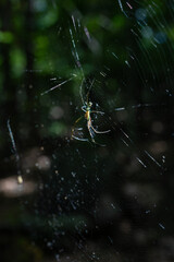 ジョロウグモとクモの巣