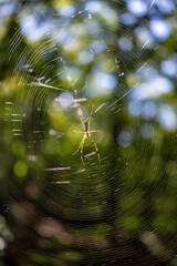 ジョロウグモとクモの巣