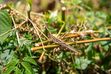 ショウリョウバッタ