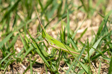 ショウリョウバッタ