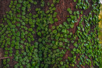 Close-up view of a dragon scale fern growing on a tree trunk against a dark background.