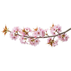 Blooming pink cherry blossom sakura branch