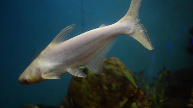 Albino iridescent shark catfish swimming diagonally in a blue aquarium environment, surrounded by air bubbles and dark rocks.	