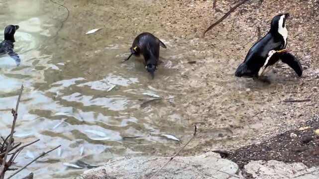 Pinguini africani allo zoo