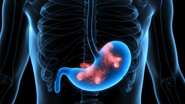 Animated Human Stomach with Acid and Ulcers on Skeleton for Medical Visualization of Digestive System and