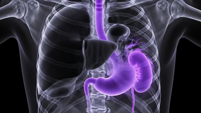 Animated X-Ray Scan of Human Torso with Glowing Digestive System for Medical Visualization and Scientific Education