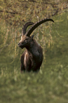 Steinbock auf Talwanderung im Sommer