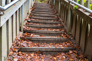 wooden bridge in nature