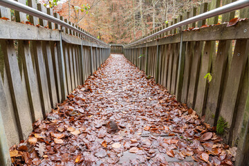 wooden bridge in nature