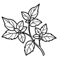 Oregano line art vector