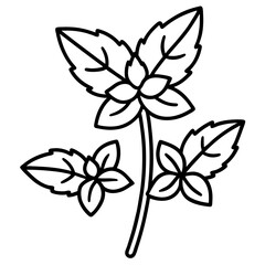Oregano line art vector